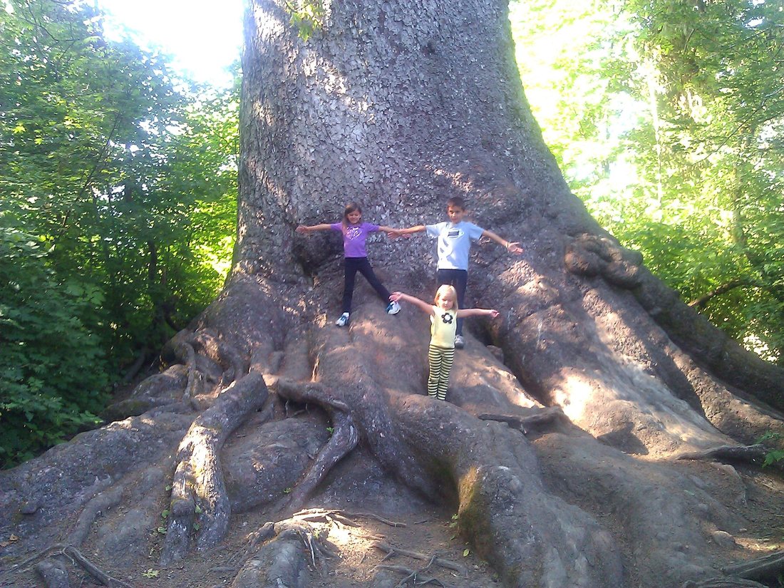 A giant tree in the Pacific Northwest
